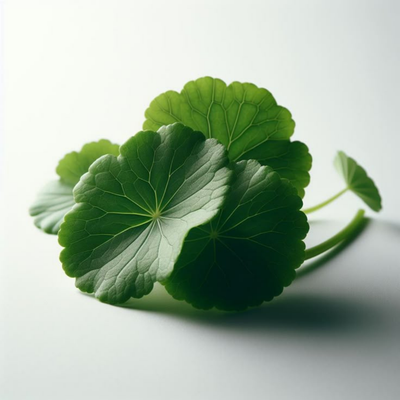 Centella Asiatica