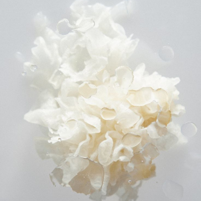 Champignon de Neige